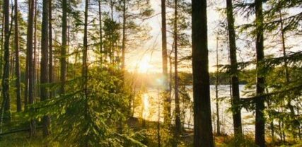 auringonlasku metsässä, jonka takana näkyy järvi