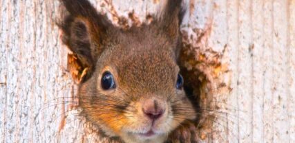 Squirrel looking out from a birdsnest. Copyright Jonna Øsbye