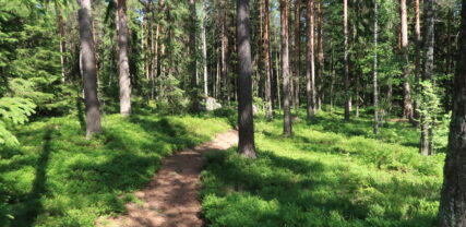 Stigen vindlar mellan trädens stammar i sommarskogen. Det växer blåbärsris under träden.