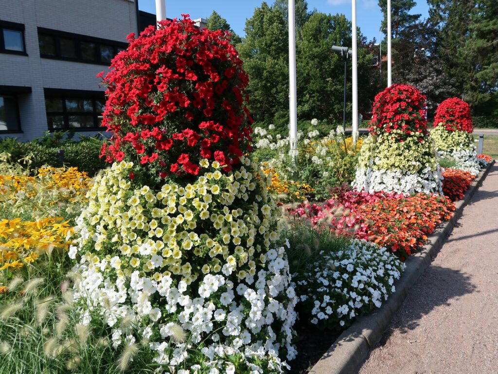 Mångfärgade sommarblommor i blomsterrabatt framför stadshuset.