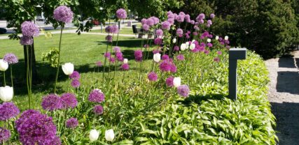 Violetta jättelökar och vita tulpaner i stadshusets park.