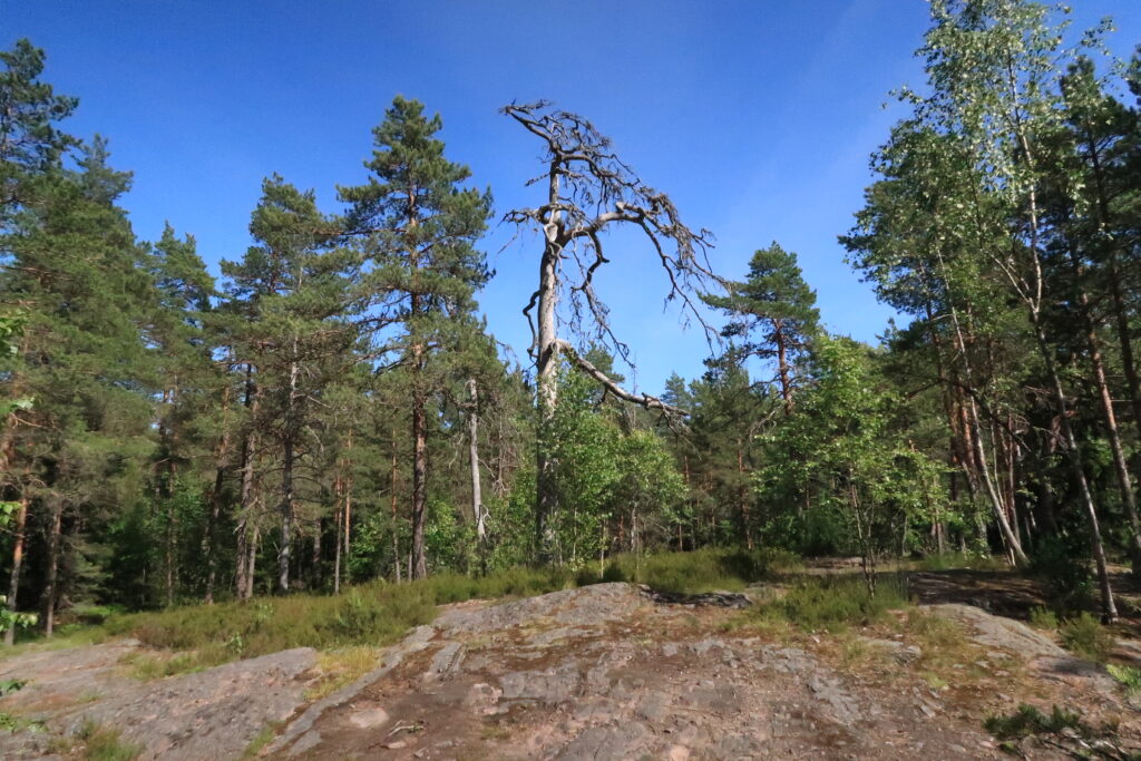 Torrfura i Kasabergsskogen.