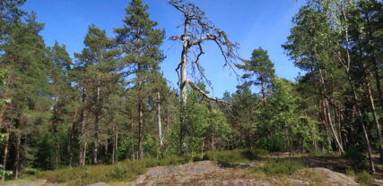 Torrfura i Kasabergsskogen.