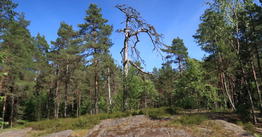 Torrfura i Kasabergsskogen.