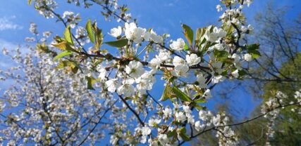 Amerikanskt häggkörsbär blommar med vita blommor.