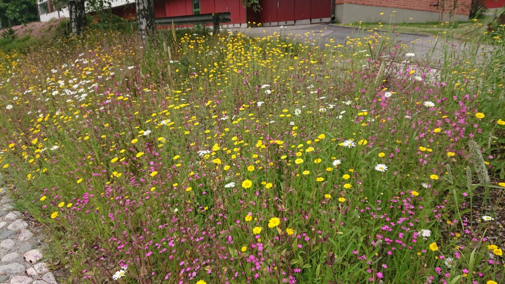 Värikäs pieni kukkaniitty rakennuksen ja pysäköintialueen vieressä.