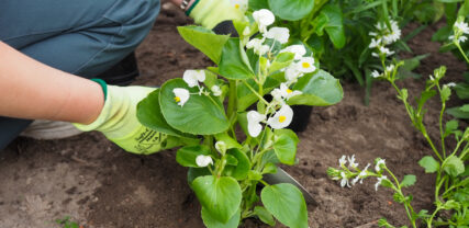 Sommarjobb, plantera blommor
