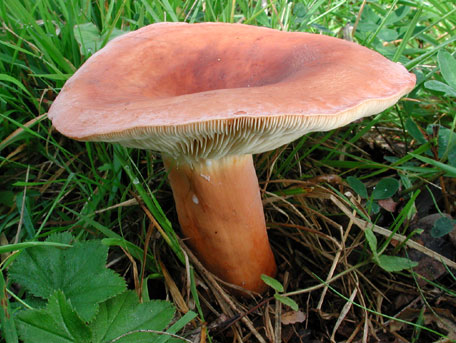mandelriska i skogen