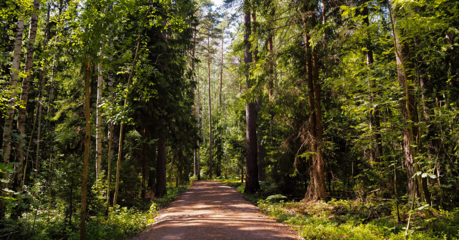 Kasavuori, metsä