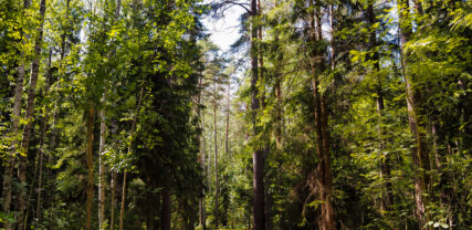 Kasabergets skog